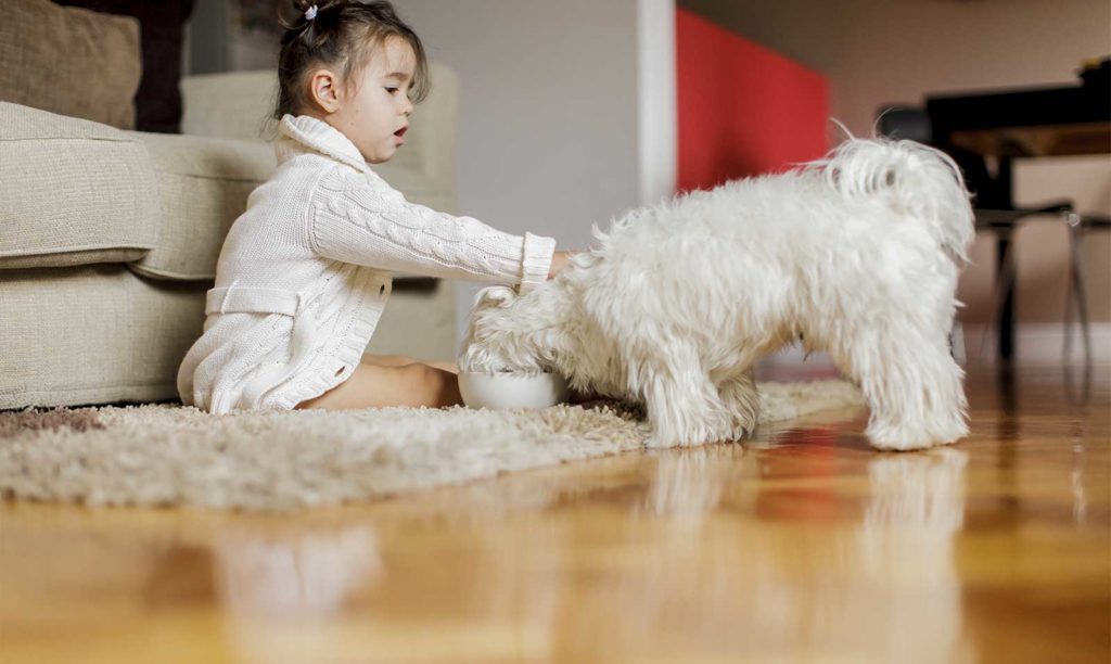 A little girl petting a white dog on the floor in Sammamish.