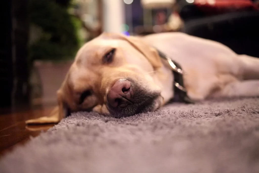 Pet laying on a carpet that was cleaned by Sammamish Carpet Cleaning