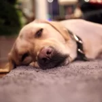 Pet laying on a carpet that was cleaned by Sammamish Carpet Cleaning