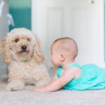 baby and pet on a carpet