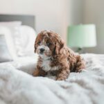 A small, curly-haired brown and white puppy sits on a fluffy bed in a softly lit room with a green lamp in the background.