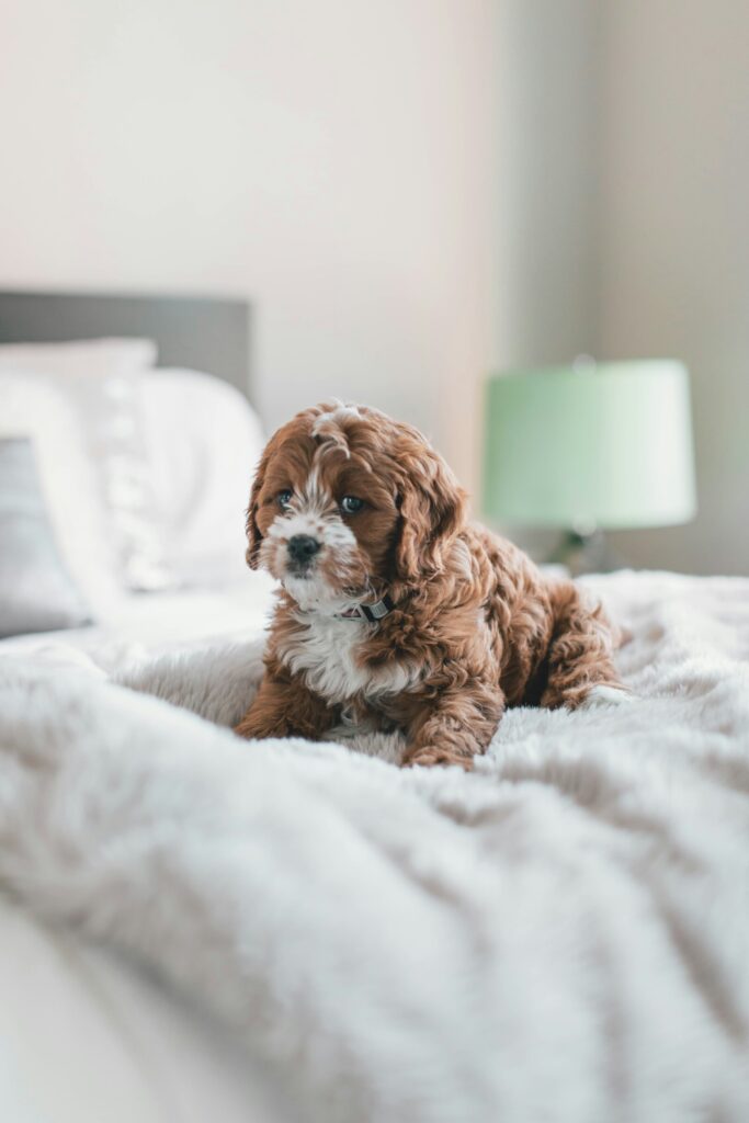 A small, curly-haired brown and white puppy sits on a fluffy bed in a softly lit room with a green lamp in the background.