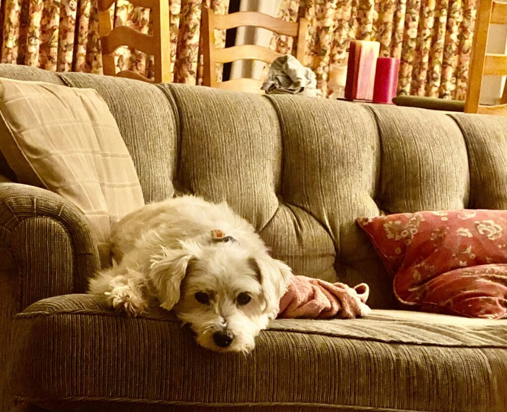 A small white dog lies on a beige couch in a living room, with patterned pillows, a pink cloth, and candles visible in the background.