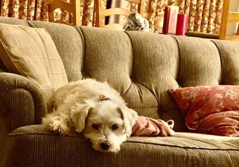 A small white dog lies on a beige couch in a living room, with patterned pillows, a pink cloth, and candles visible in the background.