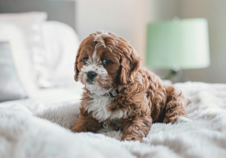 A small, curly-haired brown and white puppy sits on a fluffy bed in a softly lit room with a green lamp in the background.